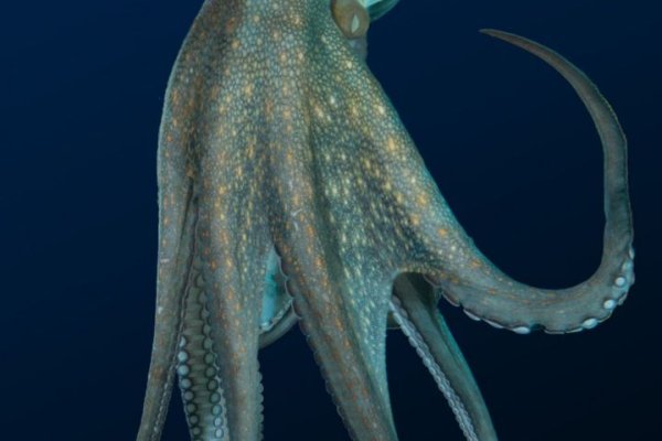 Kraken at зеркало